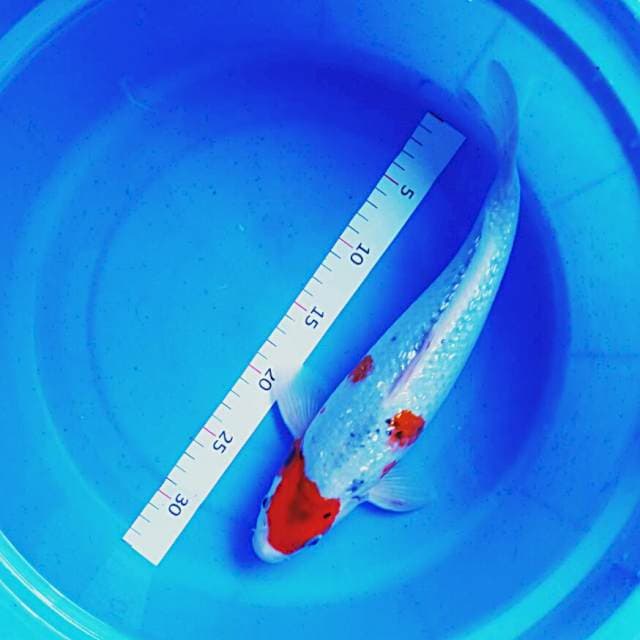 Silver Ginrin punuk 33cm male