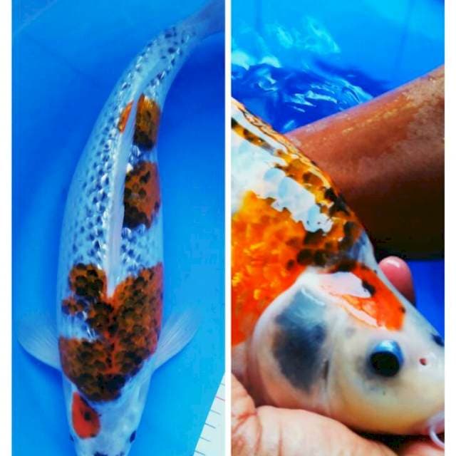Goshiki ginrin punuk male 37cm