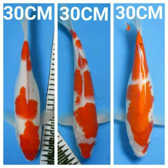 MIX KOHAKU SANKE 30CM