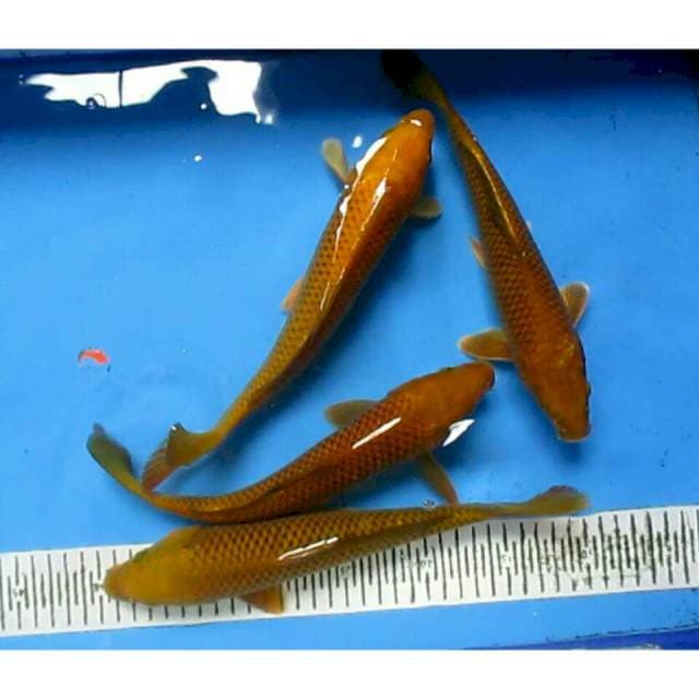 CHAGOI 27-30CM