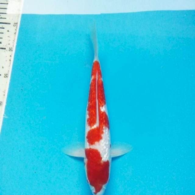 Kohaku gindrin 30cm