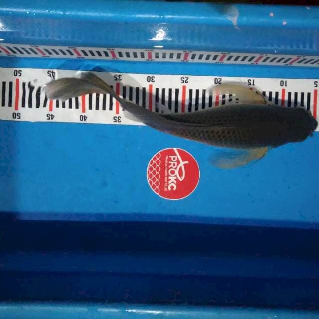Kumpay Midori jumbo