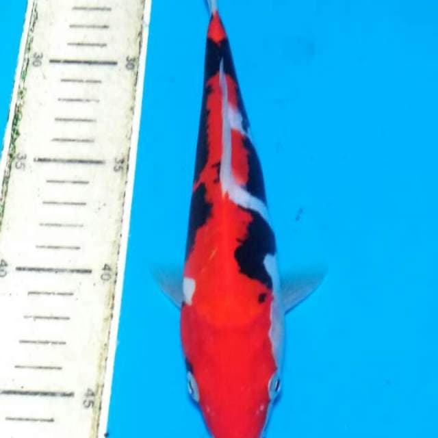 BeniKumon 28cm