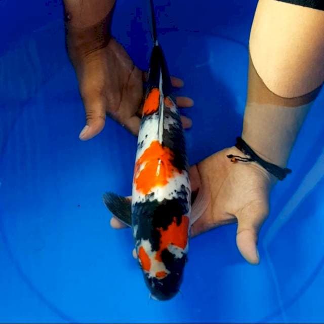 Showa 40 cm