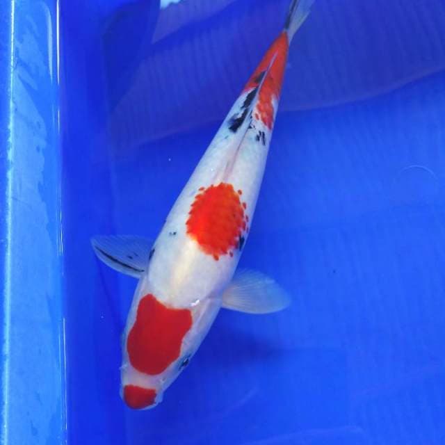 Sanke male 30cm