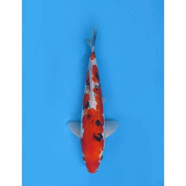 Hesey Nishiki - 34cm