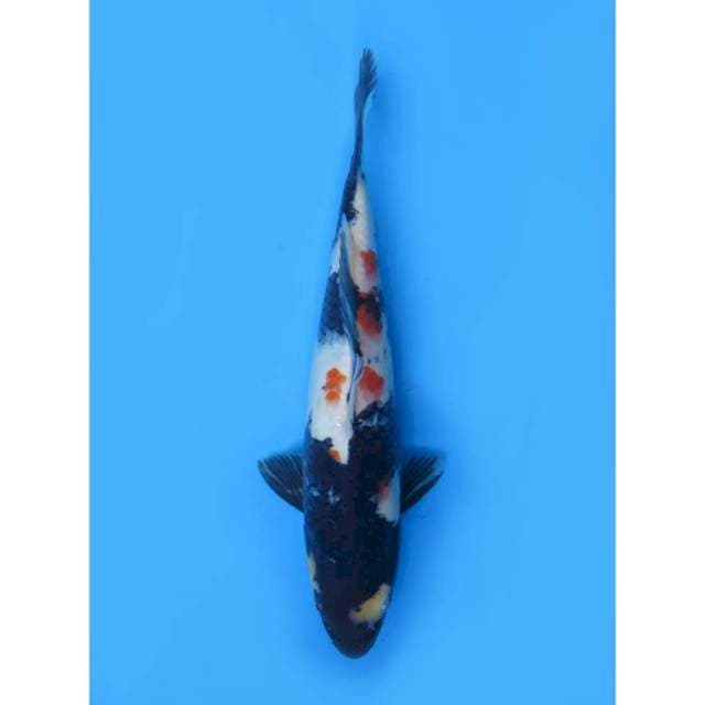 Showa Jet Black - 25