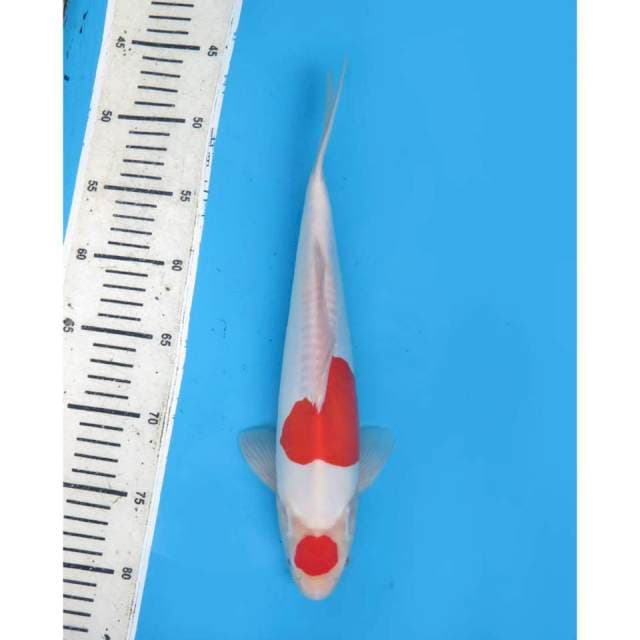 Maruten Kohaku - 32cm