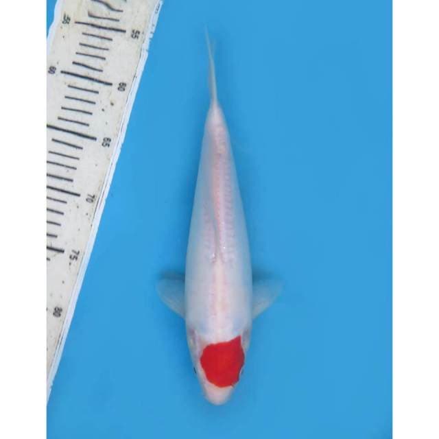 Tancho Original - 28cm