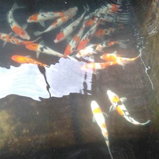 Gosanke 30-38cm 18ekor bakat jumbo alus