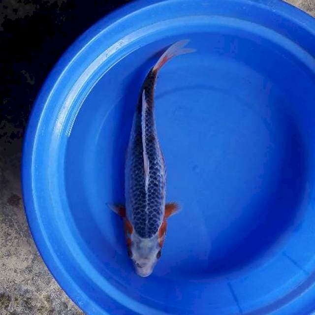 Asagi 37cm