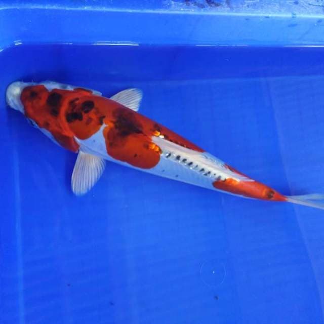 Kikokuryu 33cm