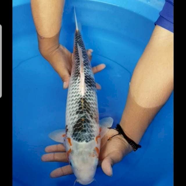 Asagi 50 cm