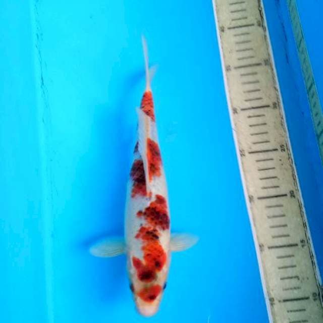 Koromo27cm