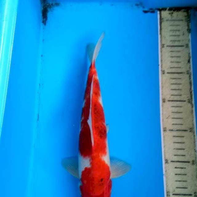 Koromo28cm