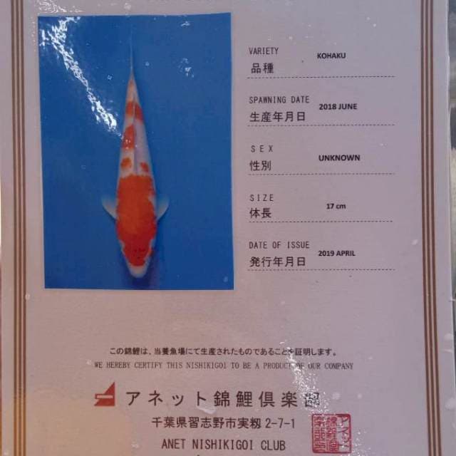 Kohaku import serty anetto