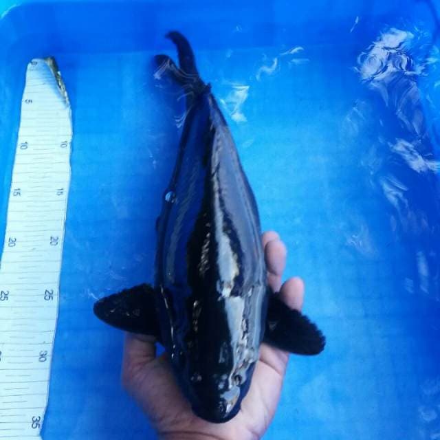 Karashu body perpunuk hitam mulus