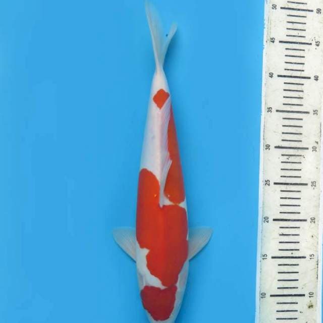 40cm , Jumbo Kohaku Doitsu Murni