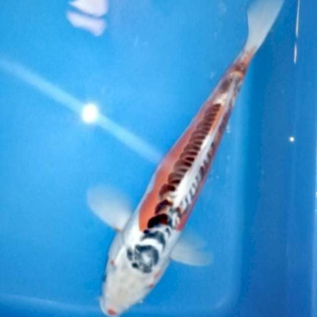 33cm Shushui