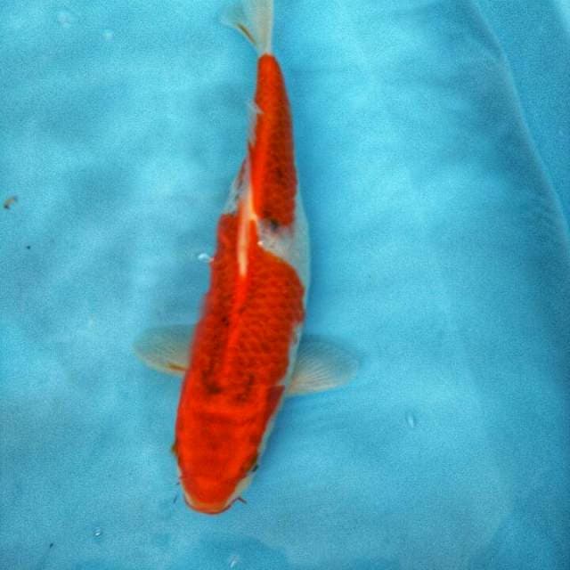 GHOSIKI TOP 35CM