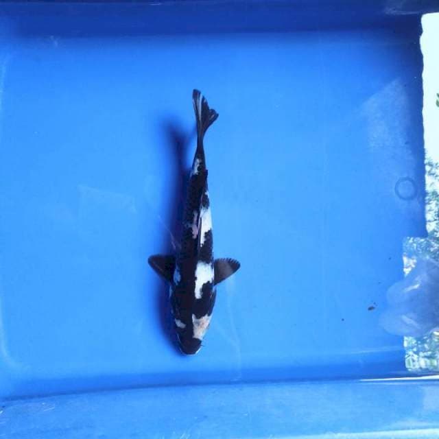 Shiro utsuri 21cm