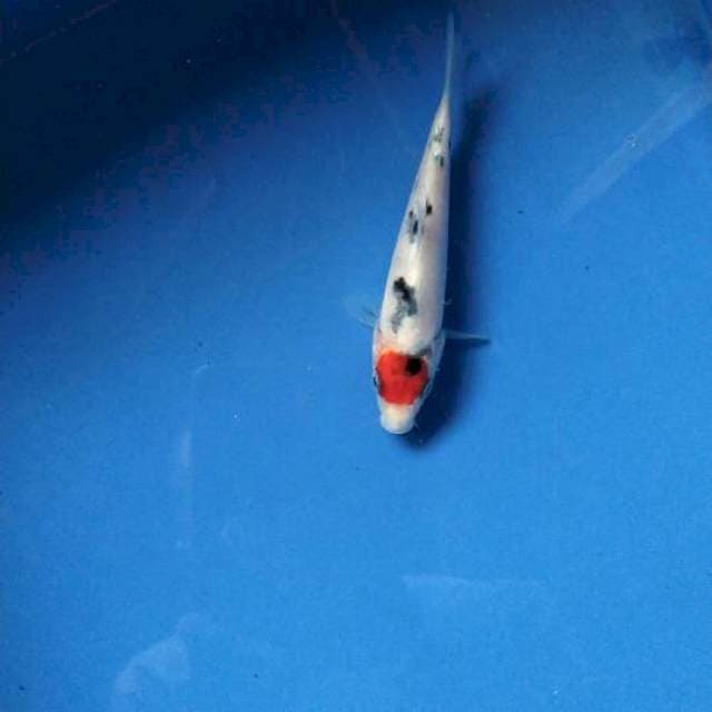 Mini Tancho sanke 11cm