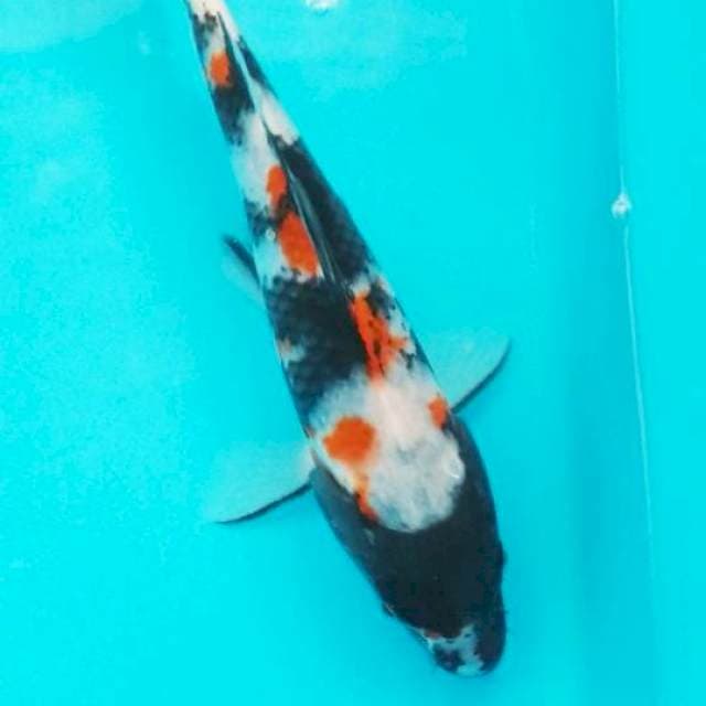 Showa 23 cm