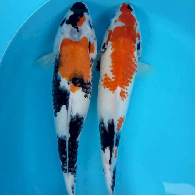 KANOKO