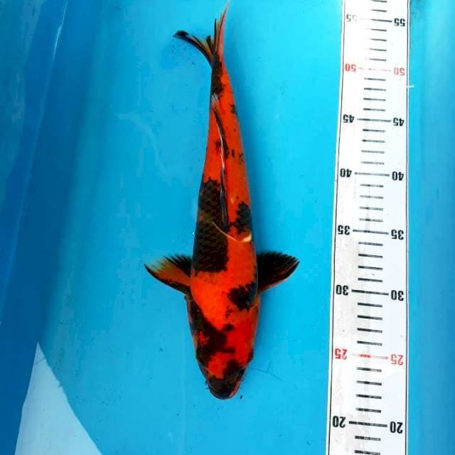 Utsuri 32cm