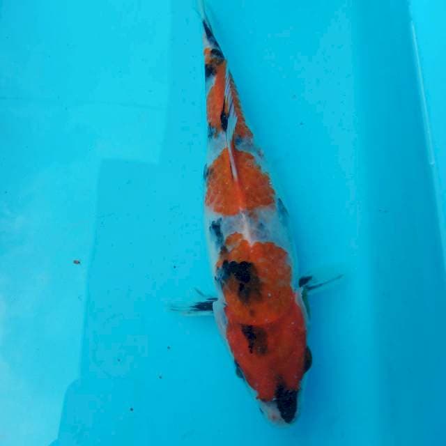 Showa 23cm