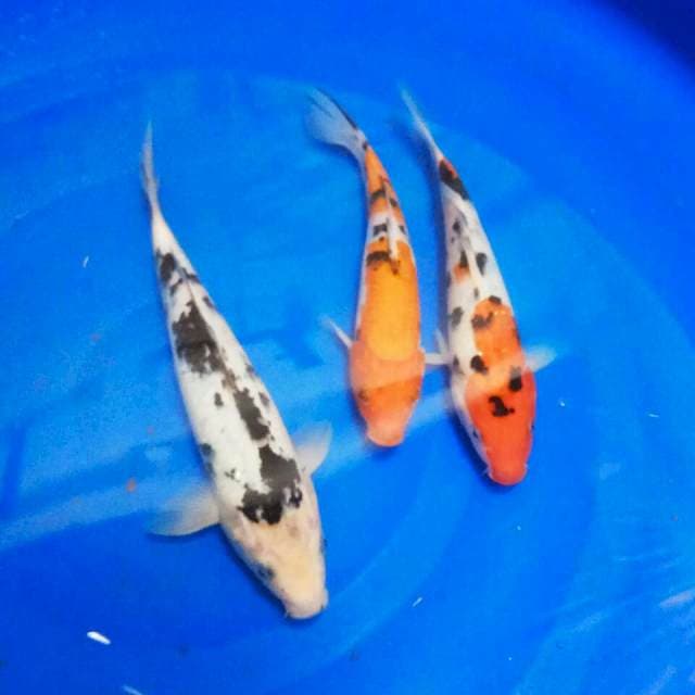 Trio macan 21-23 cm