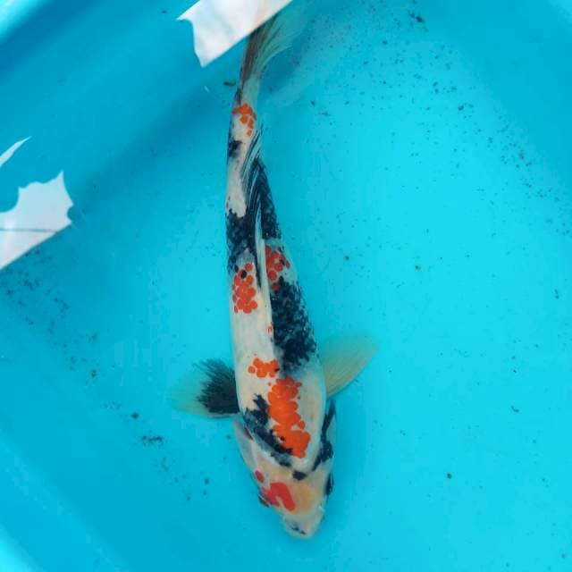 Showa 23cm