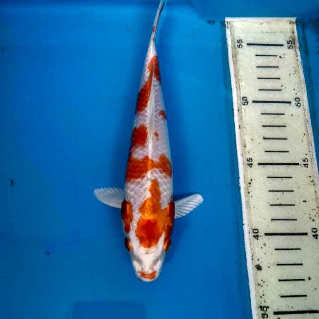 KUJAKU WAKE 25BU