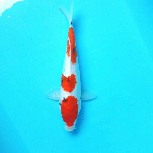 Sanke 3step*32cm