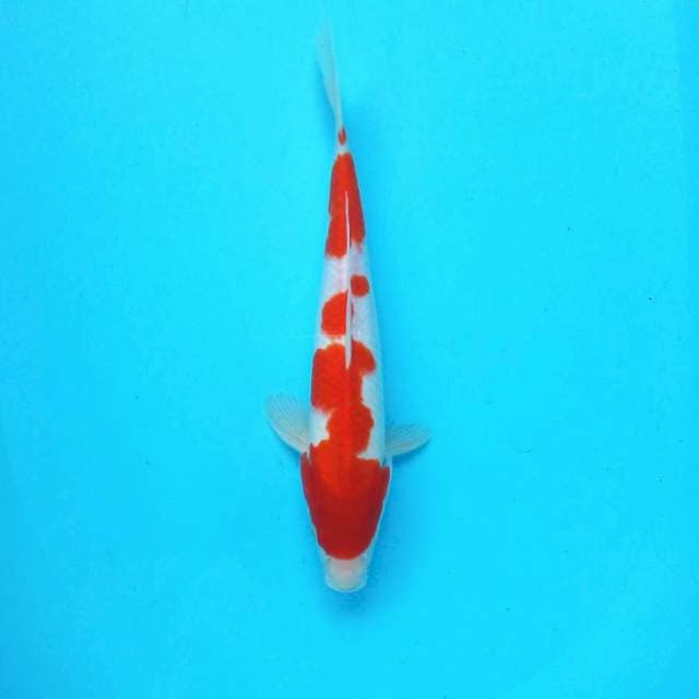 Kohaku*30cm