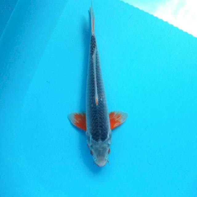 Asahi rapi*32cm