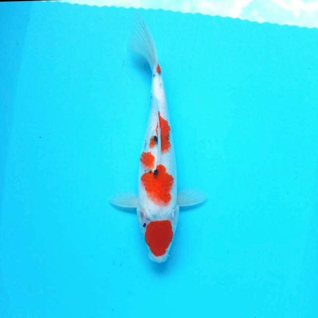 Sanke maruten*32cm