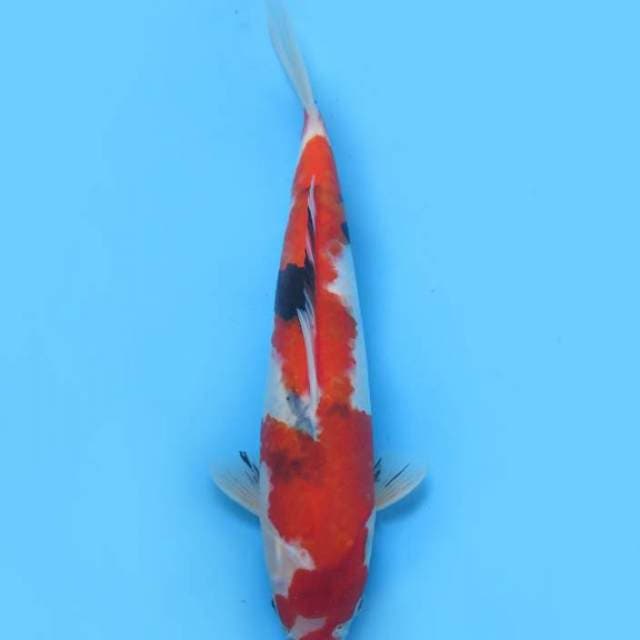 30cm , Showa Tategoi Halus