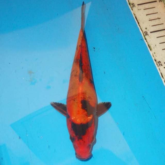 23cm HIU DOITSU