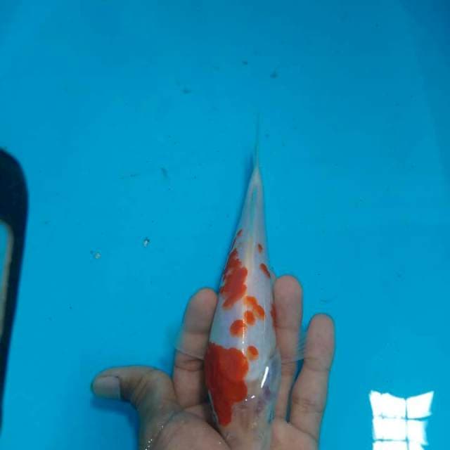 Kohaku kurleb 20 cm