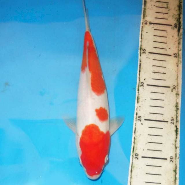 28cm KOHAKU