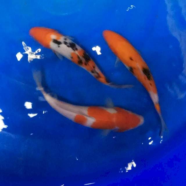 Tiga sekawan kurleb 20 cm