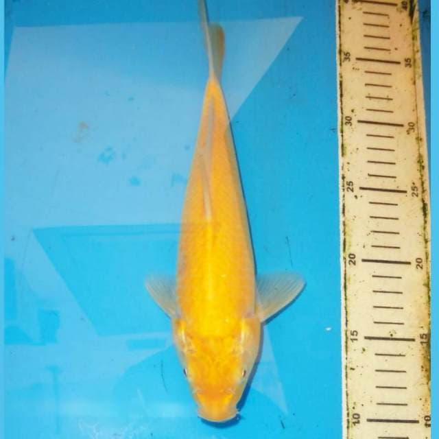 Karashi 30cm