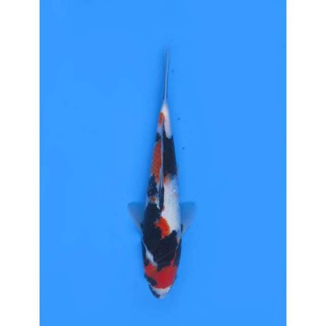 Showa Halus F1 - 26cm