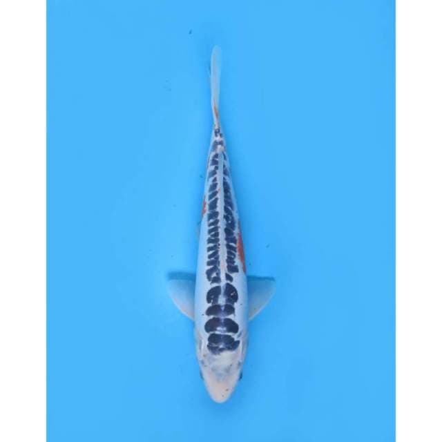 Shusui Good - 35cm