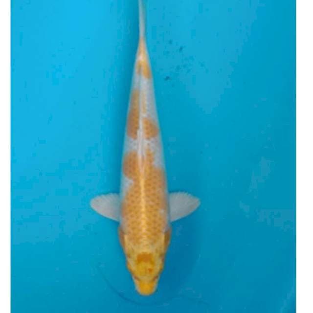 HARIWAKE