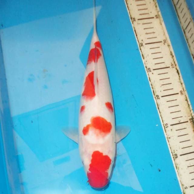 31cm Kohaku Sakura