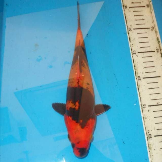 30cm Hi Utsuri Doitsu