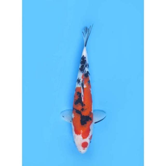 Sanke Tategoi Cantik - 34cm