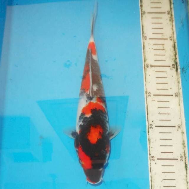 30cm Kindai Showa